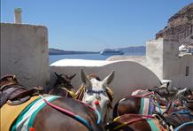 Donkey / Mule ride: old harbour to Fira